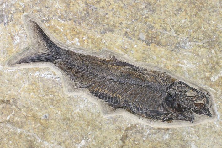 Detailed Fossil Fish (Knightia) - Wyoming #163435